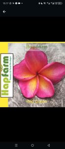 BIBIT CUTTING KAMBOJA PLUMERIA RED QUEEN JEPUN BALI WANGI