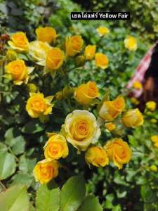 กุหลาบ-เยลโล่แฟร์ Yellow Fair พุ่มเตี้ย สีเหลือง ดอกเยอะ เลี้ยงง่าย