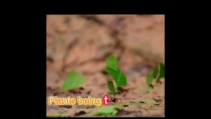 Eco Friendly Gel Ant Bait. Anti Ant Bait. Insects Wipe Out Gel Eco Bait. Cockroach Bait. Lizard Bait. Ubat Semut.