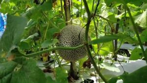 Benih Bibit Rock Melon F1 Hybrid - ROMEO - Reinnon Seed