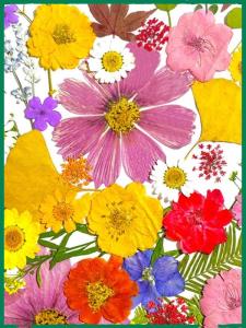 DIY Flower Pressing Material Pack