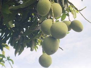 1 kg mango apple yellow filling mango apple young mango mango mango yellow filling
