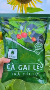 COMBO 2 TÚI Trà cà gai leo Sadu NGUYÊN CHẤT mát gan giải độc gan