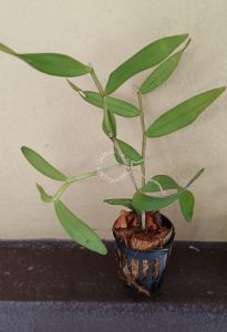 Real Plant Pigeon Orchid/ Dendrobium crumenatum