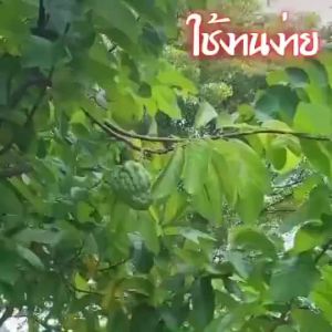 ถุงผ้าห่อผลไม้ 20*30cm (มัดละ 50 ใบ) ห่อฝรั่ง น้อยหน่า ชมพู่ มะม่วง มะปราง อะโวคาโด ป้องกันแมลง ถุงผ้าสปันบอนด์ ใช้ซ้ำได้