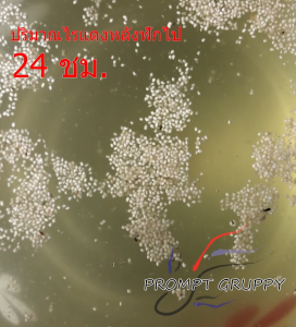 ไข่ไรแดง มาโคร (Macrocopa) ในแคปซูล อาหารปลาสำหรับลูกปลาแรกเกิด