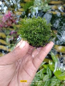 tanaman air aquascape mos rikardia media wabikusa promo