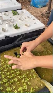 ชุดปลูกผักไฮโดรโปนิกส์ ชุดปลูกผักชี คึ่นช่าย อุปกรณ์ครบ พร้อมปลูก ( **เเถมเมล็ด** )