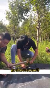 (สูญเงิน) ขนาดใหญ่.2x50m.2x100m.1x100m.1x50m ผ้ากันวัชพืช ผ้ากำจัดวัชพืช ระบายอากาศและน้ำซึมผ่านได้ อายุการใช้งาน 3-5 ปีสวน หลั่ง