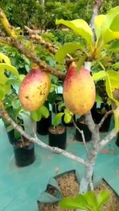 Bibit Alpukat Yellow Vietnam Super Okulasi Cepat Berbuah JUMBO