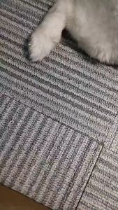 BayanMart Rechargeable Dog Paw Razor Grooming Clippers Shaver Set for Pets with Light and Hair Trimming Kit