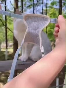 พร้อมส่งในไทย สายจูงสัตว์เลี้ยง สุนัข แมว กระต่าย ขนาดเล็ก  อุปกรณ์เสริม สําหรับสัตว์เลี้ยง เดินกลางถนน