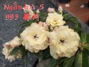 Adenium kemboja bonsai ID:993/富贵花