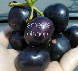 buah kupa buah gowok fresh 500 gram
