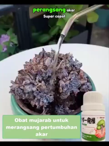 Pupuk perangsang akar Jepang 250ml meningkatkan akar kuat daun lebat dan buah lebih banyak