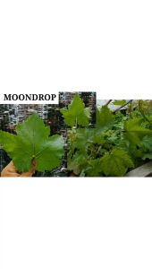 BIBIT ANGGUR IMPORT MOONDROP CEPAT BERBUAH
