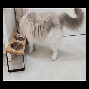 Elevated Cat Dog Bowl 15° Tilted Raised Pet Feeder Stainless Steel Bowl Neck Protection Pets