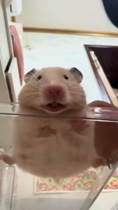 SmartHeart ผลไม้อัดเม็ด อาหารนกแก้ว และสัตว์ฟันแทะทุกชนิด (แบ่งขาย 1KGเเละ500G)