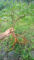promo bibit loa bahan bonsai cantik segar montok dan mudah di rawat. 