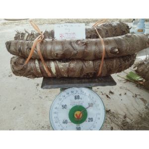 Củ bạc hà núi 10kg
