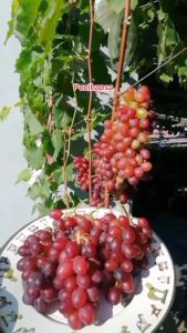 Bibit Anggur Import Super Cepat Berbuah