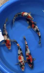 Japan Jumbo Tosai Sekiguchi Showa size 30-35cm with Cert  2800 per koi