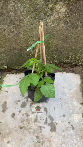 Cây Phúc Bồn Tử Đen (Mâm Xôi Đen) - Tổng thể tầm 20-30 cm - Chịu nắng và có giá trị dinh dưỡng!