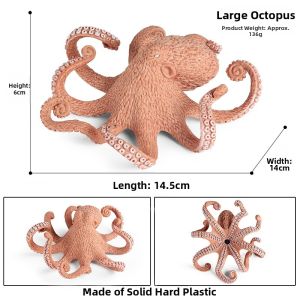 Educational Squid and Octopus Models