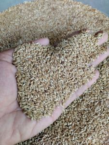 kenari seed makanan burung kenari biji kenari pilihan kemasan 500gram