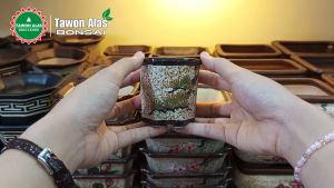 Pot Bonsai Keramik Mame Segi Enam Unik