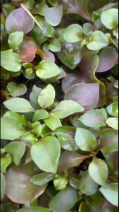 Alternanthera Bettzickiana ‘Versicolor’ Live Semi-Aquatic Plant | Colourful Foliage
