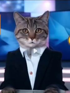 BOLT CAT Makanan Kucing Bolt Cat Kaleng 400Gr Semua Varian