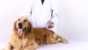 Kojima Japan Teeth Cleaning And Spa Pen Pembersih Karang Gigi Odol Pasta Gigi Anjing (Melembutkan Karang Gigi)