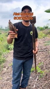 DODOS KASTRASI BUAH SAWIT ALAT BERKEBUN