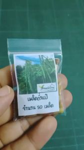 50 เมล็ด ถั่วแป๋ เมล็ดถั่วแป๋ ถั่วมะแป๋ เมล็ดถั่วมะแป๋ ถั่วแดง เมล็ดถั่วแดง