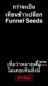 เทียนข้าวเปลือก เทียนเกลือบ Fennel Seeds 100 กรัม เครื่องเทศ ตรา ปราชญา