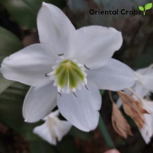 Amaryllis White Flower 3 pcs. Bulb for Planting Outdoor Garden