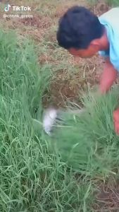 Arit Baja Asli 100 Persen: Pilihan Tepat untuk Proyek Bangunan