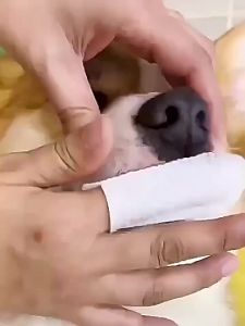 No-Rinse Dog Dental Care Wipes Cat & Dog Teeth Cleaning Finger Toothbrush Kit to Remove Plaque & Tartar Disposable - 50 Count