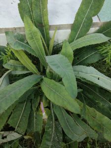 daun tempuyung segar untuk meluluhkan batu ginjal dipetik pasmasuk order 1 kg harga 20000
