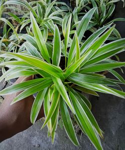 Tanaman Hias Lily Paris / Tanaman Hias Bulu Ayam