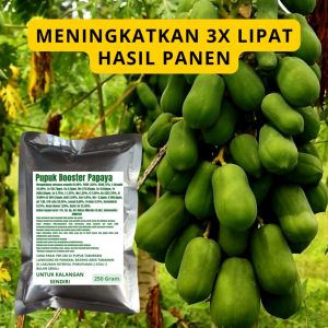 Pupuk Booster Papaya: Panduan Lengkap
