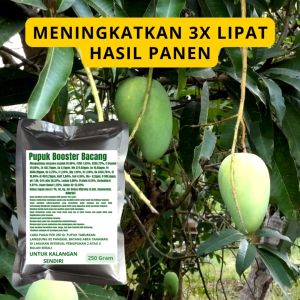 Pupuk Booster Bacang / Obat Booster Buah Bacang / Pupuk Booster Buah Bacang / Pupuk Buah Bacang