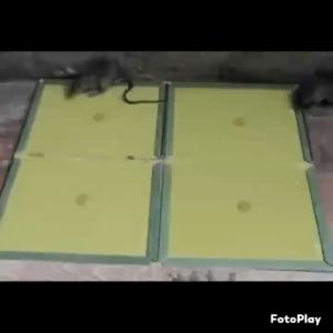 Mouse Glue Trap Extra Large Rat Glue Traps KMV Trading