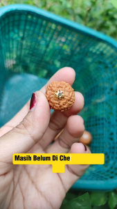 2PCS LIONTIN MUKHI 7 RUDRAKSHA GARIS 7