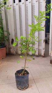 cây hoa nguyệt quế cây ươm hạt như hình