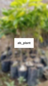 Bibit Mangga Gadung Hasil Okulasi