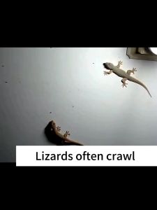 【 In Stock 】Gecko & Lizard Repellent Lizard Gecko Killer Indoor Home Use Repellent Gel Penghalau Tokek & Cicak 壁虎&蜥蜴驱避剂