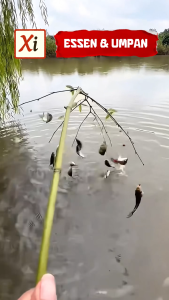 Umpan Mancing Ikan Mas Harian Paling Jitu – Praktis Ampuh dan Siap Pakai