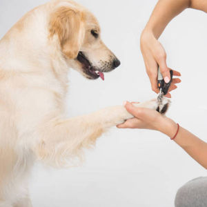 Pet nail cutter Cat Dog nail cutter Stainless dog nail clippers with silicon handle dog cat nail cutter